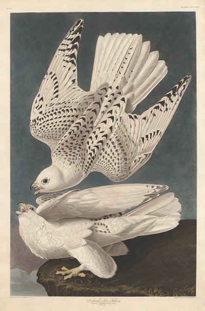 Isländischer oder Jer-Falke, 1837 von John James Audubon